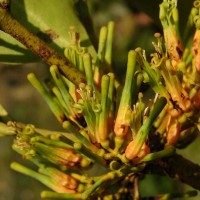 Dendrophthoe neelgherrensis (Wight & Arn.) Tiegh.